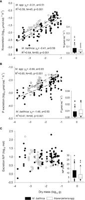 Allometric and Stoichiometric Traits Predict Nutrient Excretion Rates by Benthic Consumers